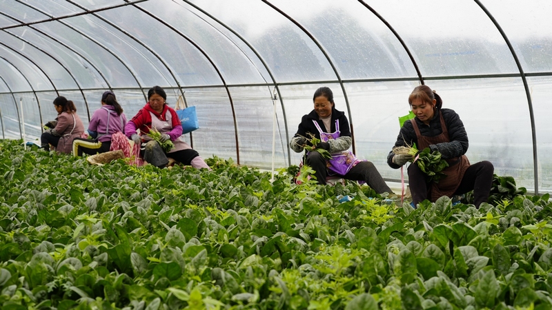 站街鎮杉樹村蔬菜高產示范基地內，工人忙著採摘菠菜。沈建華 攝