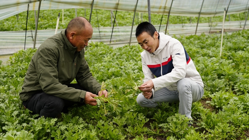 红枫湖镇民乐村的羊肚菌种植基地内，工人正在翻整土地。沈建华 摄