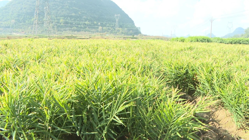 图为新堡村生姜种植基地。