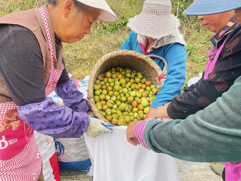 小小“金果”滿枝頭，產業振興“油”成效。