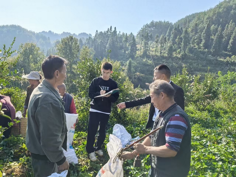 小小“金果”滿枝頭，產業振興“油”成效。