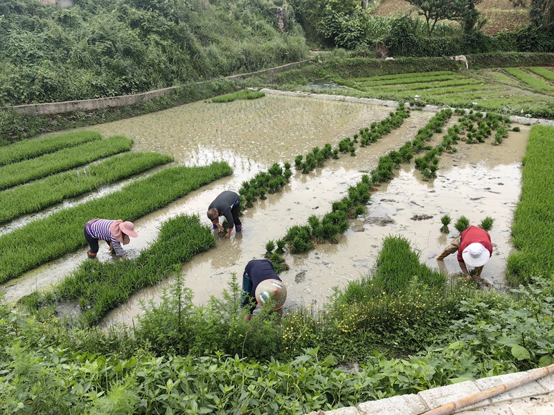 圖為： 村民正在進行插秧作業