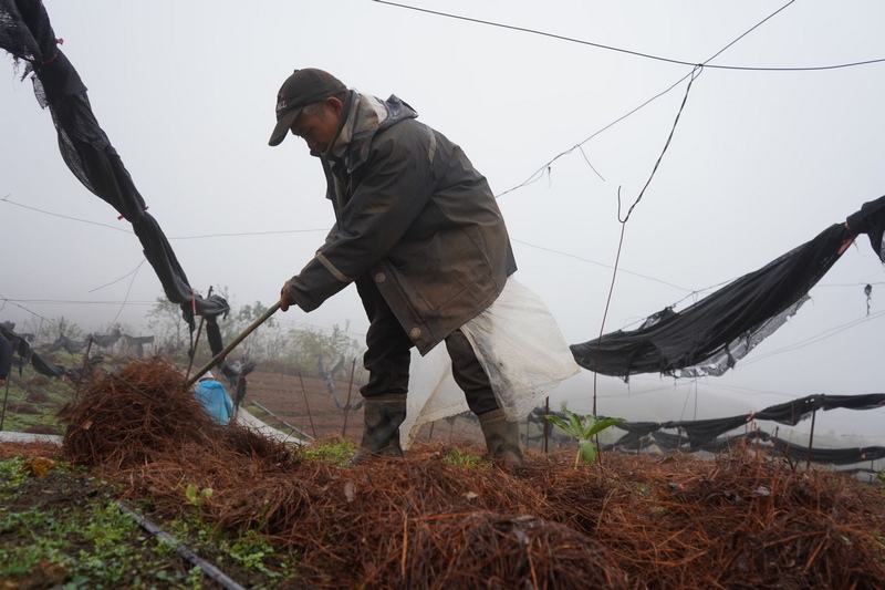 工人們在重樓植株上覆蓋鬆毛  黃源匯  攝.JPG