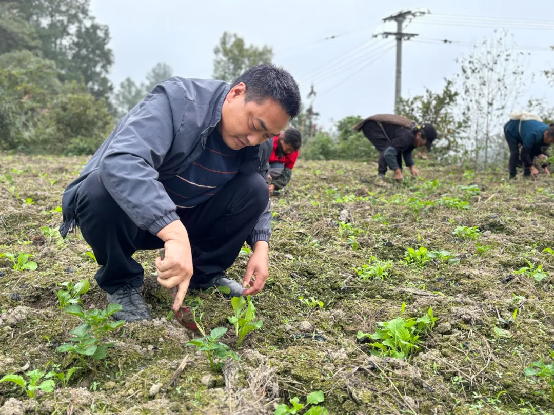 必赢入口桐梓：秋冬种稳步推进 播种油菜125万亩(图3)