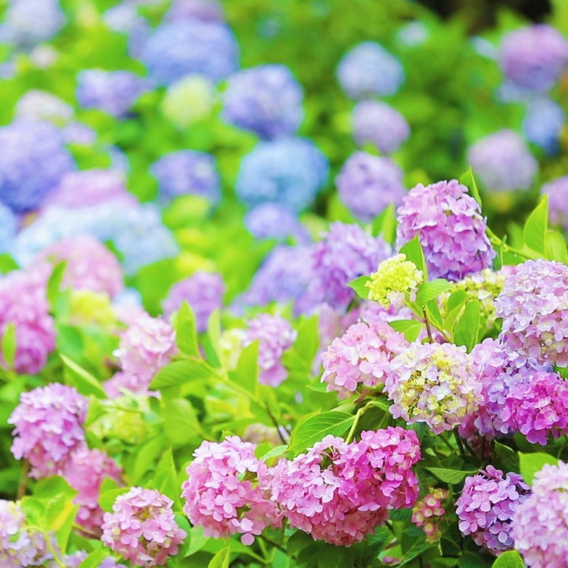  “繡球園”開花時期。