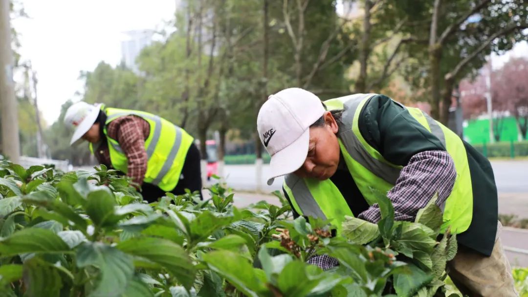 園林綠化養護人員修剪繡球花枝條。