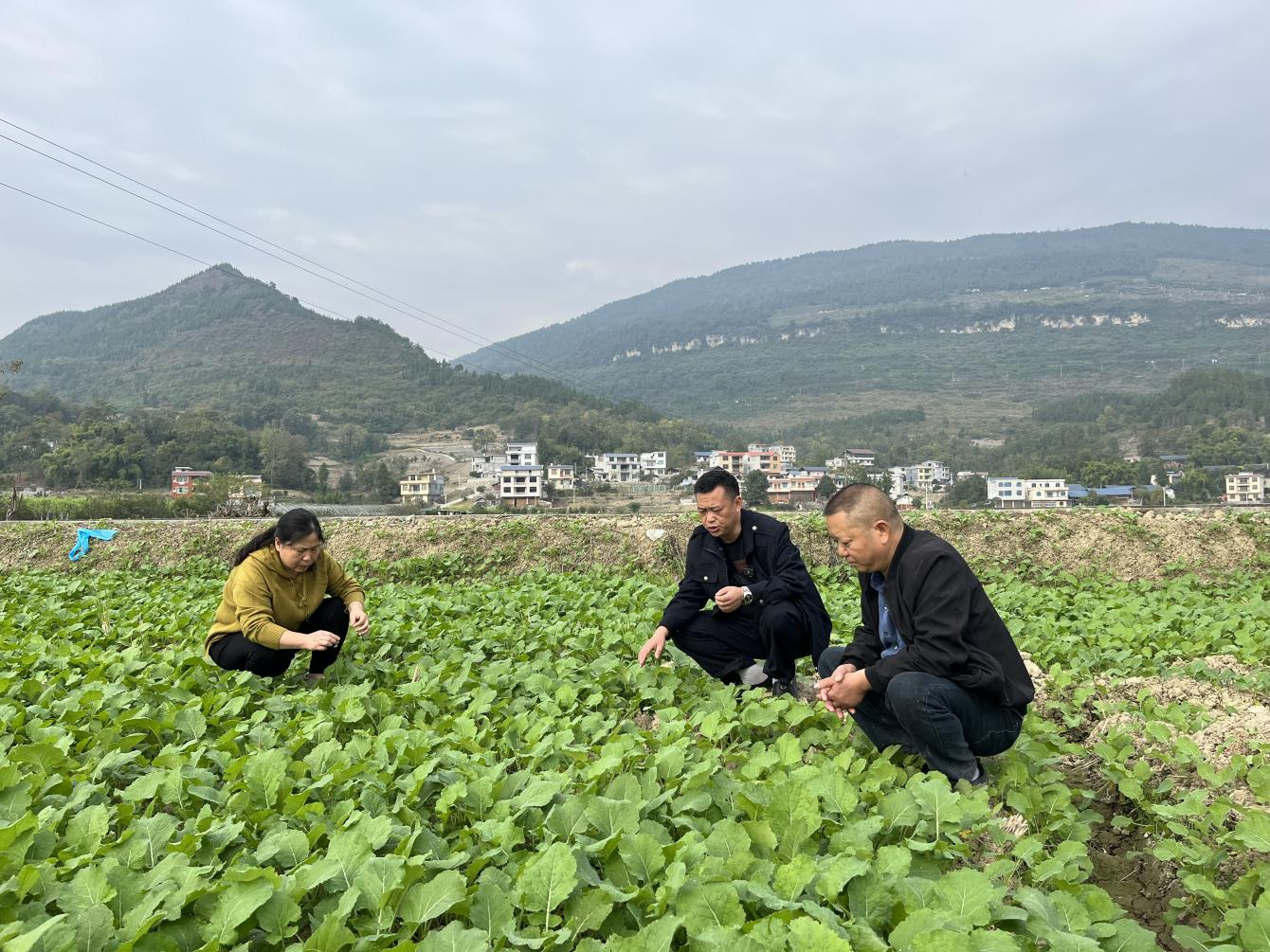 思南县农技人员田间地头指导农户科学管护油菜。