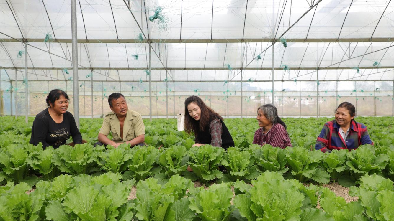 万山区农技人员在蔬菜基地指导农户做好蔬菜后期管护。