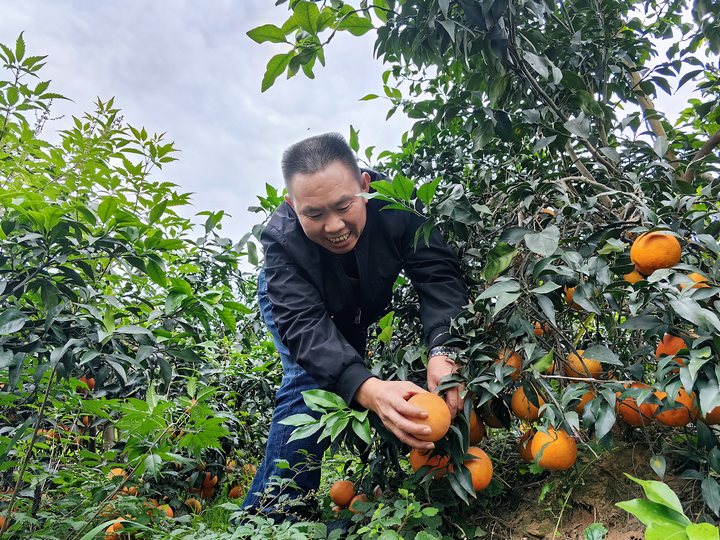 顾客张先生正在采摘橙子。