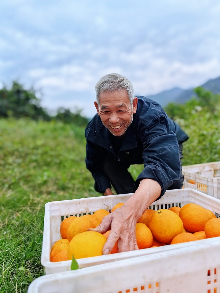 橙子丰收。