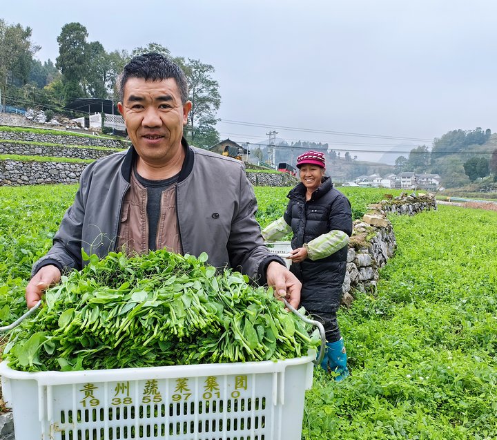 豌豆尖豐收。