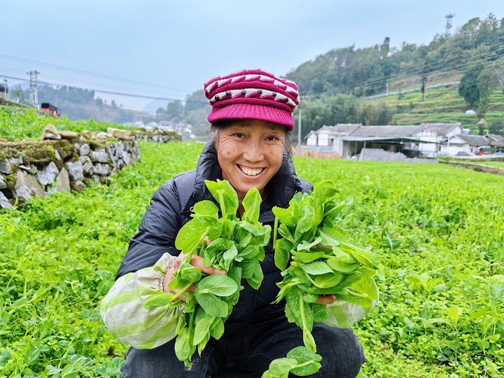 豌豆尖豐收。