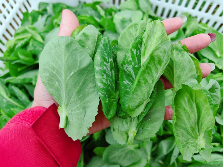 採摘的豌豆苗。