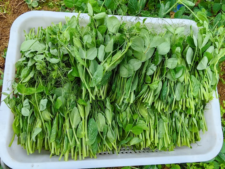 採摘的豌豆尖。