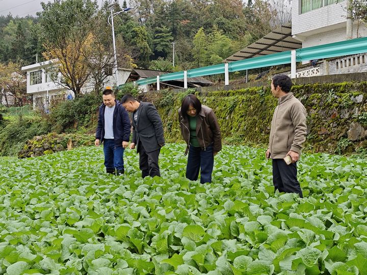 喜头镇中心村“高粱+娃娃菜”种植基地内村干部和村民们查看娃娃菜长势。