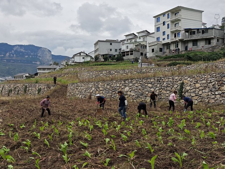 仁怀市高大坪镇水堰村村民们在闲田里忙碌地进行青菜。