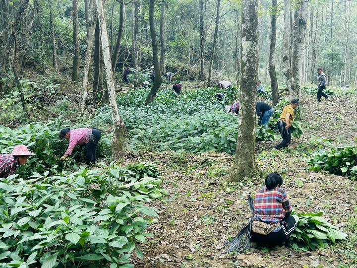 村民们在林下收割板蓝根。