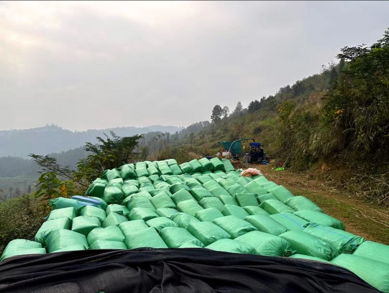 将饲草粉碎后压缩、打包