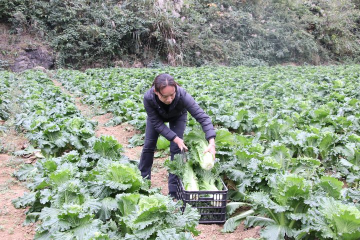 图为印江自治县峨岭街道杨柳塘村的菜农在收割成熟的新鲜蔬。梅亚军摄