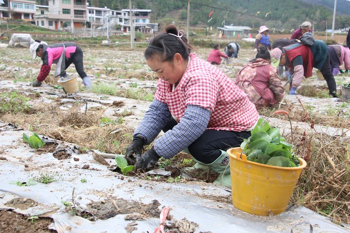 图为印江自治县木黄镇新民坝区蔬菜基地的群众正在栽种甘蓝苗。梅亚军摄