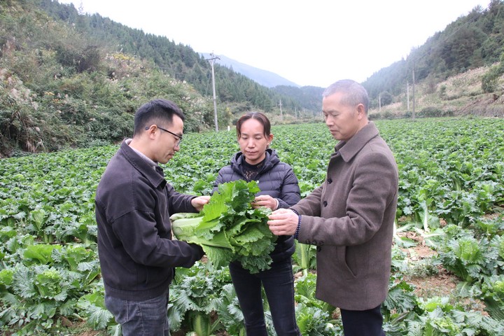 圖為印江自治縣農業農村局的農技人員深入蔬菜基地了解蔬菜上市情況。梅亞軍攝