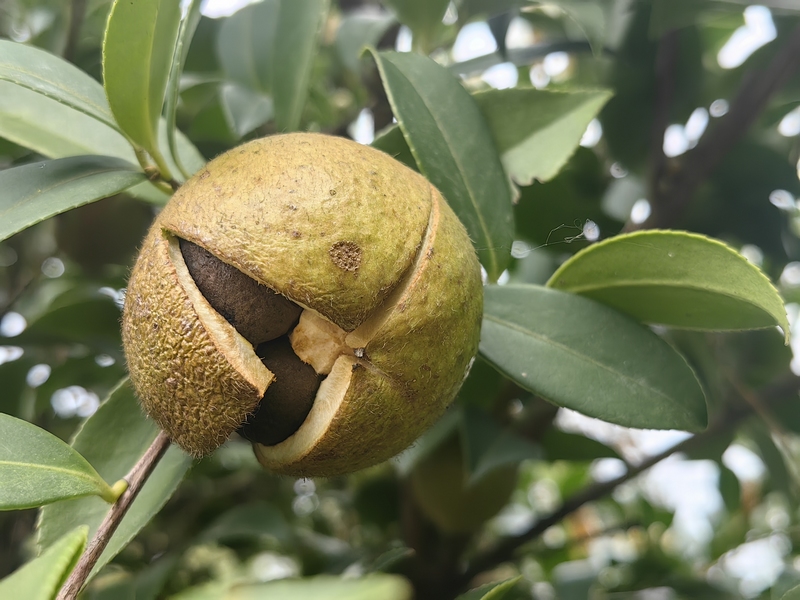 成熟的油茶果（何敏摄）