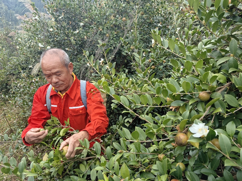 村民采摘油茶果