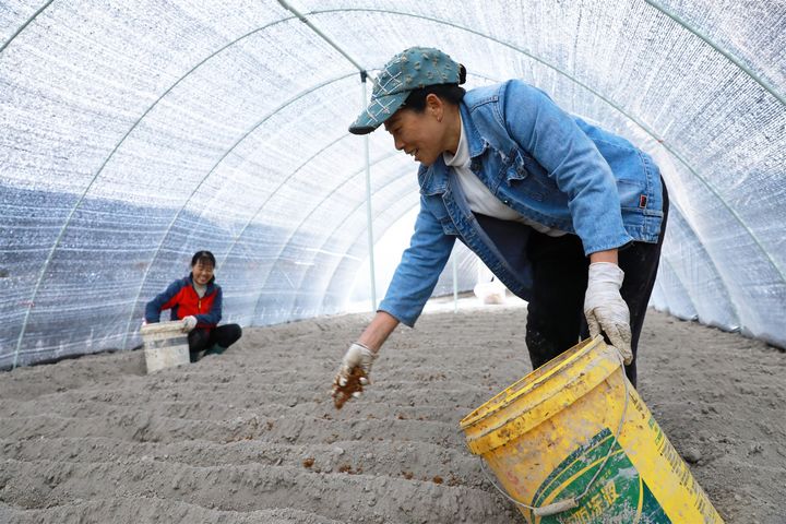 村民正在撒苗播種。張美攝