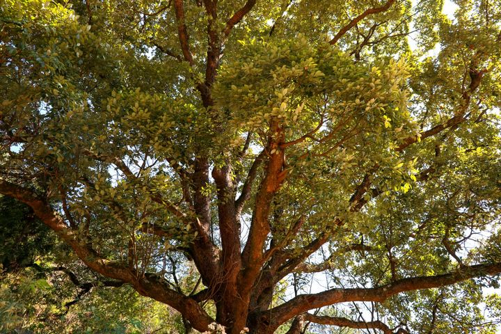 百花湖镇谷腊村200多岁的老樟树。