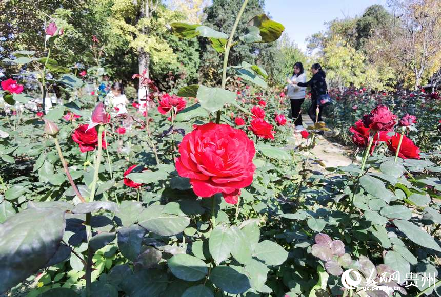 公园内盛开的鲜花。人民网记者 王秀芳摄