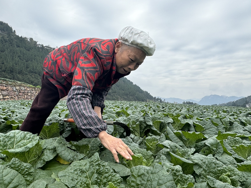 2、村民冯仕芬在自家地里查看娃娃菜的长势情况。