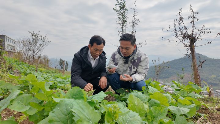 必赢app习水县永安镇：忙碌的“秋冬” 播种“春夏”的憧憬(图1)