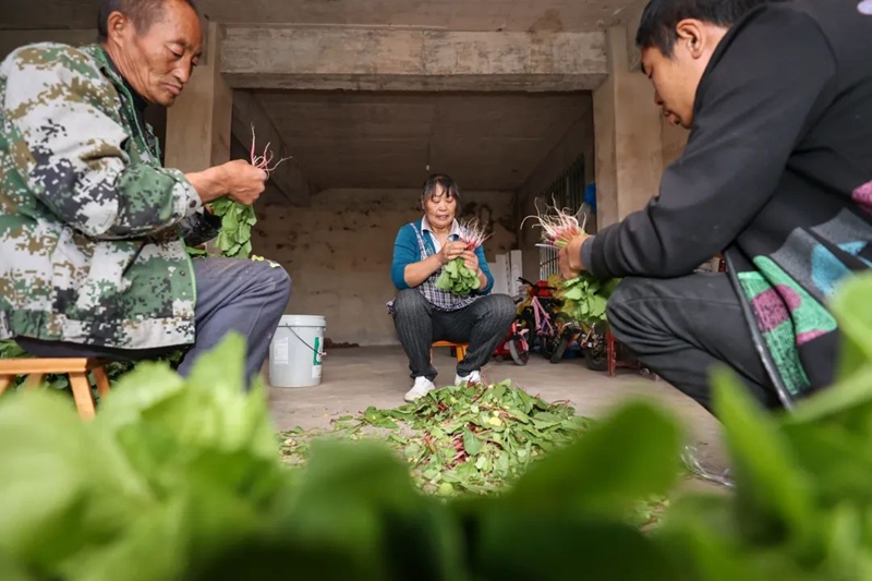 邵叢英一家在整理採摘的蔬菜。郭然攝