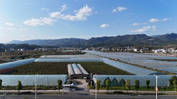 金沙縣西洛街道葡萄種植園。