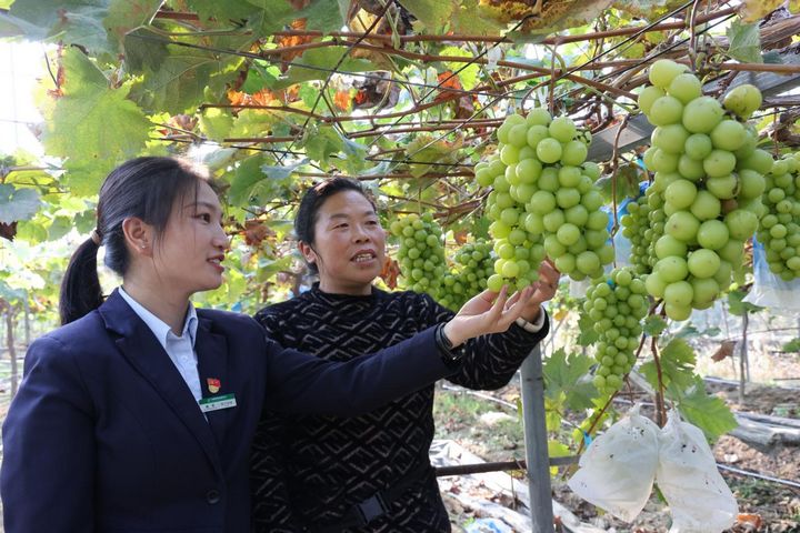 郵儲銀行工作人員正在了解陸安碧的葡萄基地。