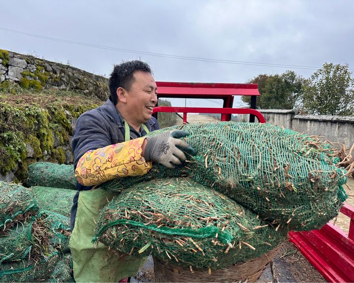 仁怀学孔镇荔枝坪村：沃野绘“风景必赢下载” 黄花冬种正当时(图4)