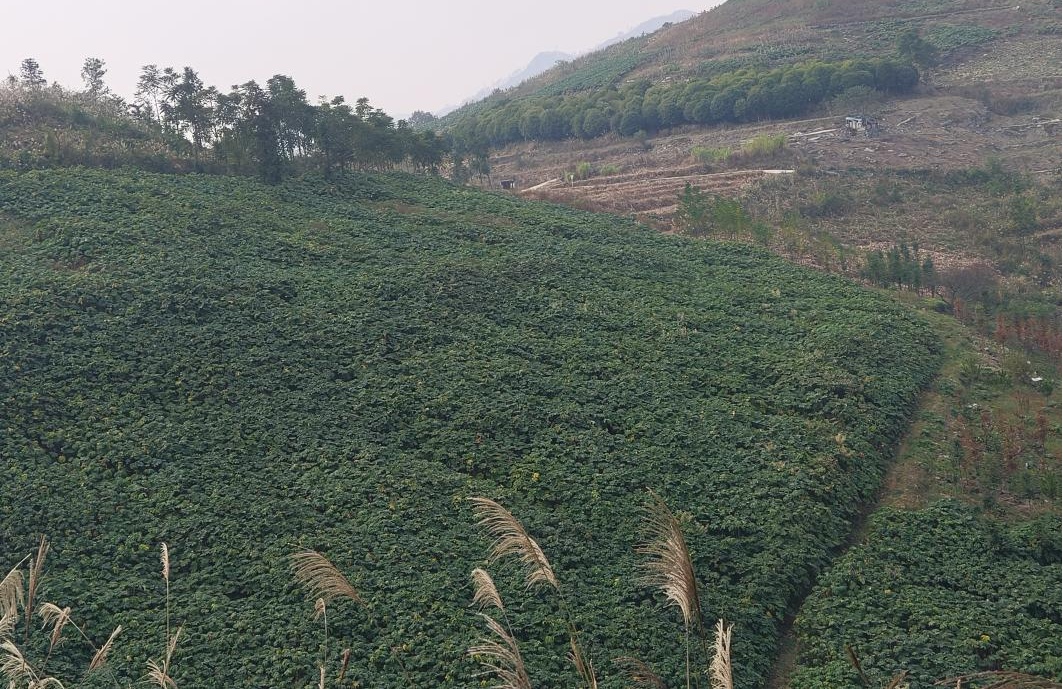 通草種植基地