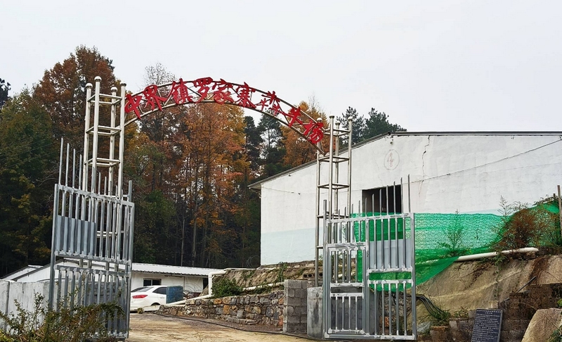 中界镇罗家寨村肉牛养殖基地