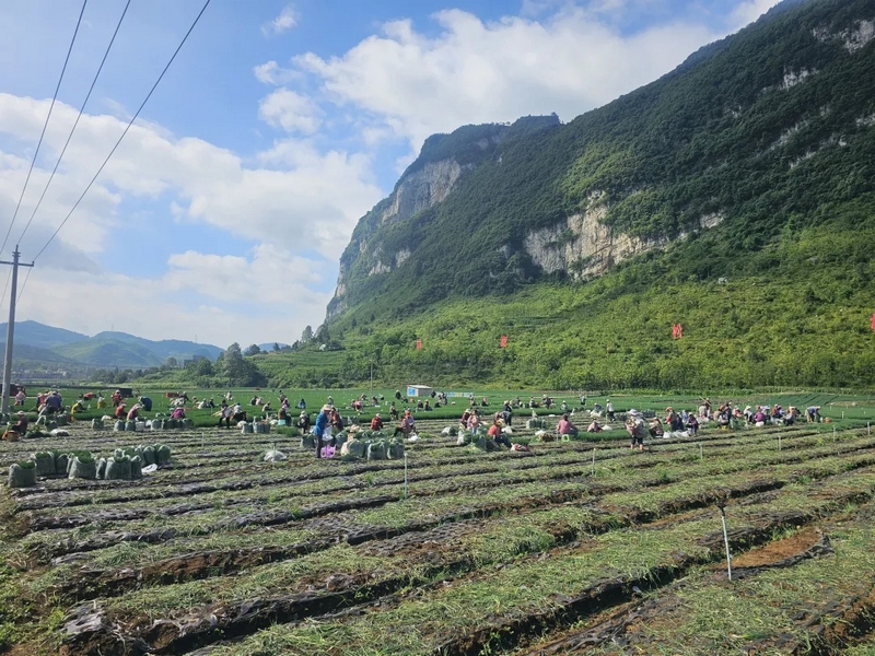 村民在赫章县松林坡乡香葱基地采收香葱.webp