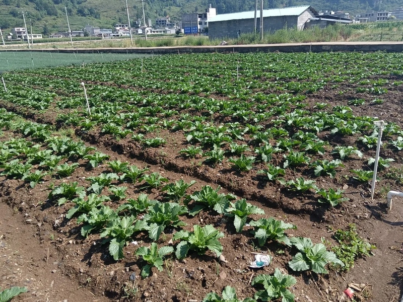 贵州一道菜食品开发有限责任公司蔬菜供应基地的冬菜长势良好.webp