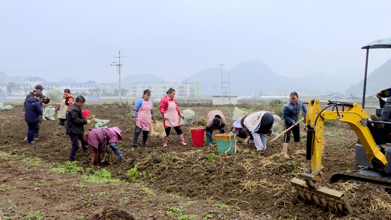 村民正在挖采折耳根。