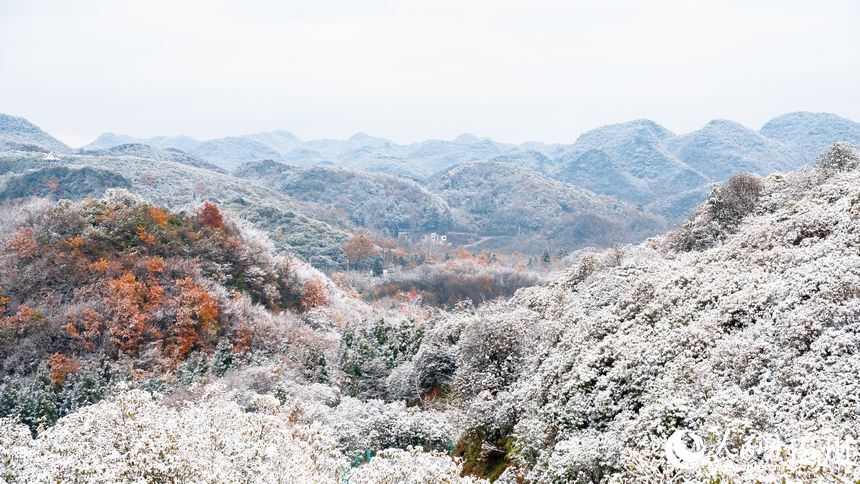 雪后的百裡杜鵑景區。人民網記者 涂敏攝