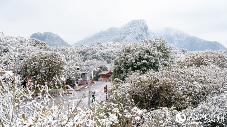 雪后的百里杜鹃景区。人民网记者 涂敏摄