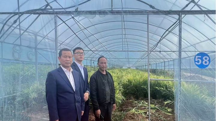 工行興義貞豐支行深入生姜種植基地進行實地查看。