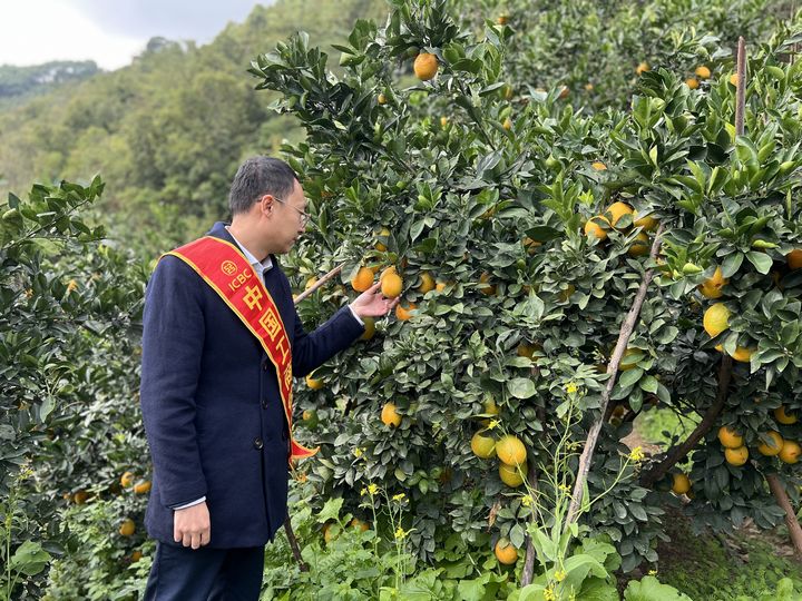 工行興義體育城支行深入種植基地查看橙子生長情況。