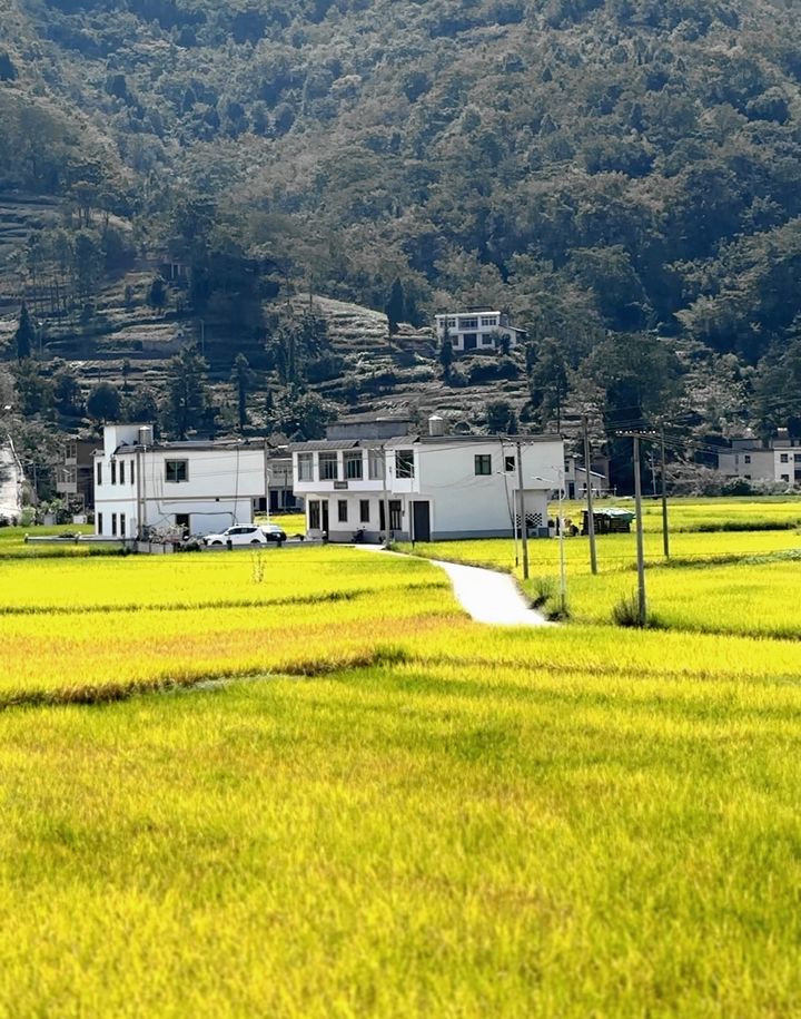 4、溫水鎮梨園壩區成片金黃色的稻田在藍天白雲下格外耀眼。