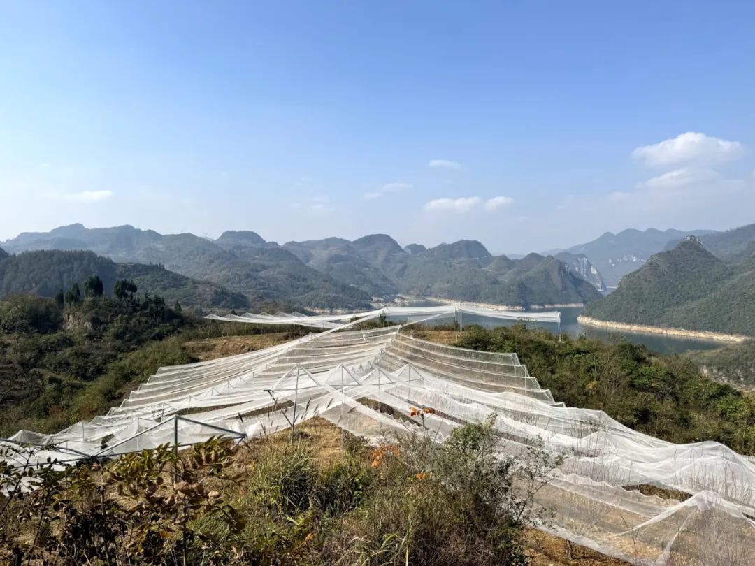 搭建果樹防爆網。