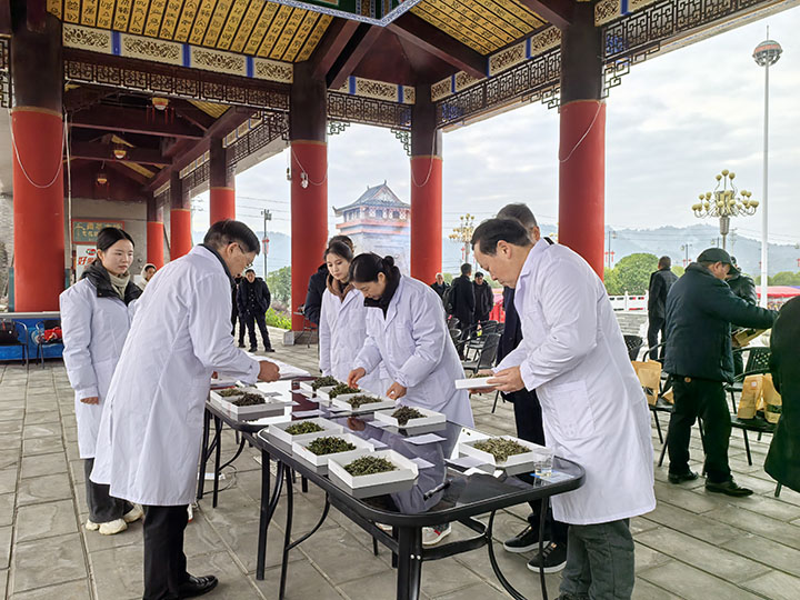 專家團隊正在進行評茶。