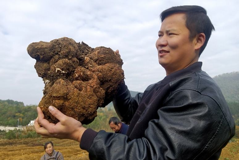 中药材试验田丰产 茯苓“茯”起振兴梦12月16日，冬阳暖暖，修文县大石布依族乡高丰村的60多亩中药材试验田里，20余名村民正在采收首季种植成功的茯苓，同时为新培育的一批茯苓菌包接种。