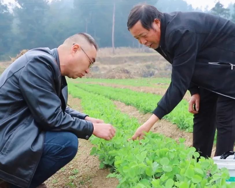 近年来，花山苗族乡充分利用丰富的林业资源大力发展林下经济，走出一条生态与经济双赢的绿色发展之路。